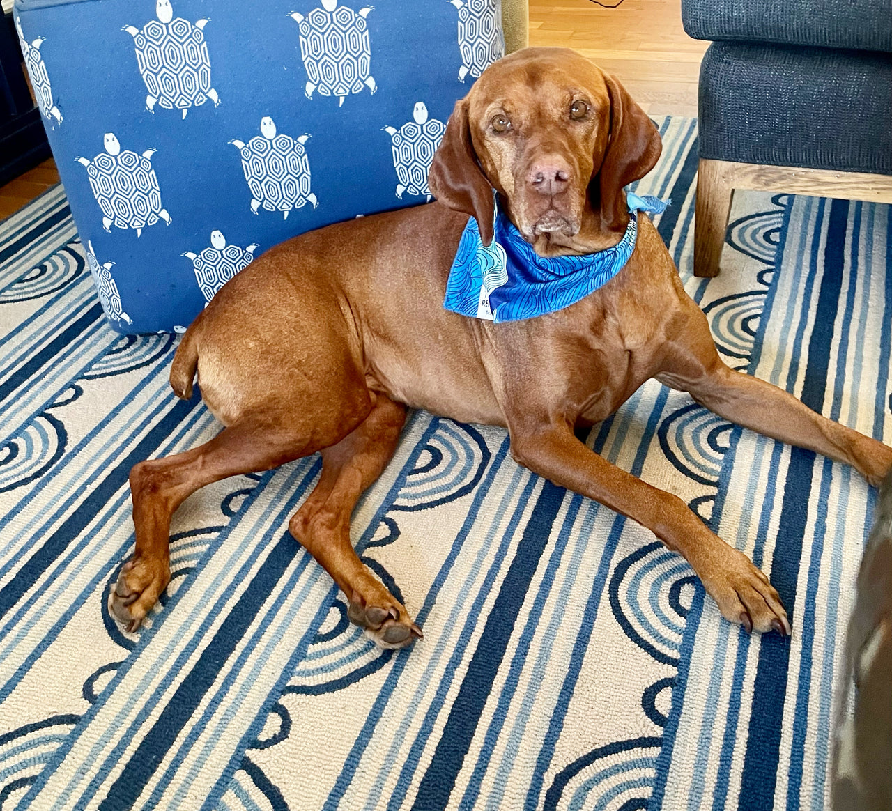 Bohemian Button Blue Coastal Wool Rug
